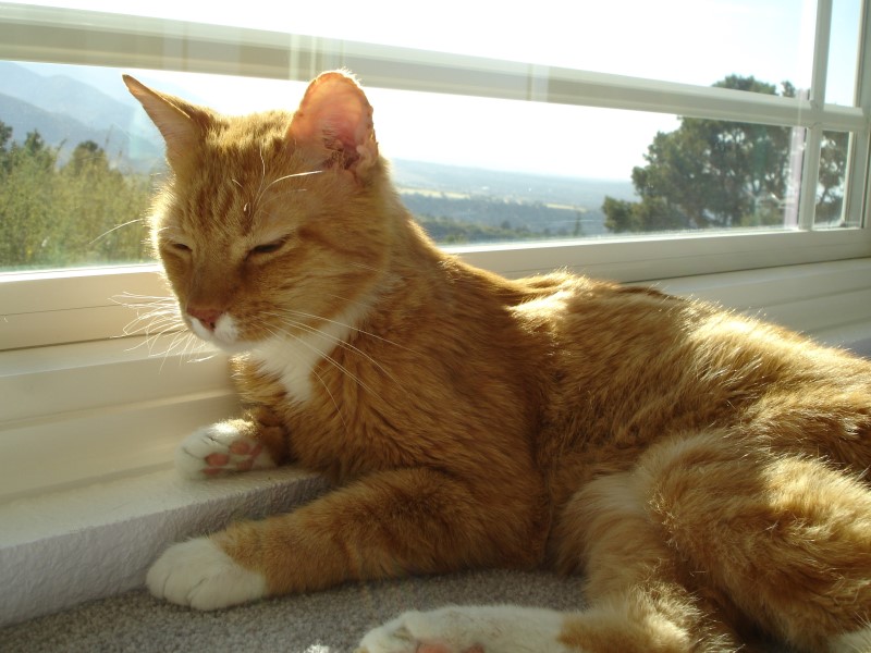 My Cat Taught Me to be a Better Caregiver My Cat Taught Me to be a Better Caregiver